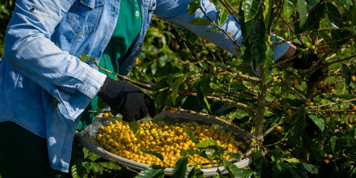 Café orgânico produzido na Bahia tem certificação internacional e foco em agricultura regenerativa