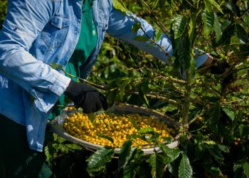 Café orgânico produzido na Bahia tem certificação internacional e foco em agricultura regenerativa