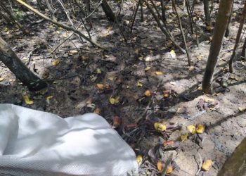 Defeso do Caranguejo-Uçá 2024-2025: Inema divulga medidas para preservação e combate à pesca ilegal