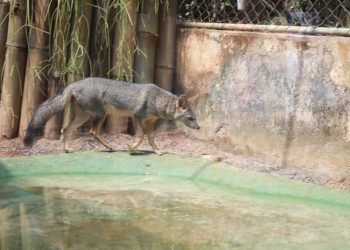 Zoológico de Salvador reforça cuidados para garantir bem-estar animal no verão