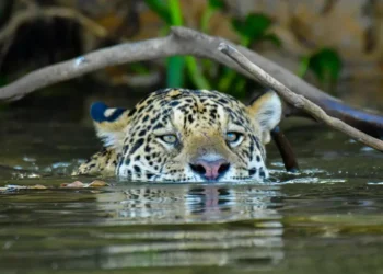 Onça que matou caseiro em MS não voltará para a natureza, diz ICMBio