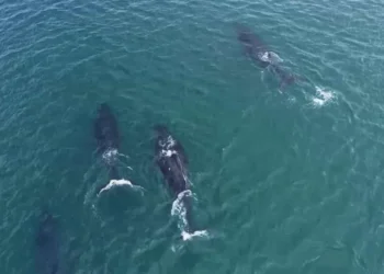 Ilhabela registra primeiras passagens de baleia-jubarte em 2025