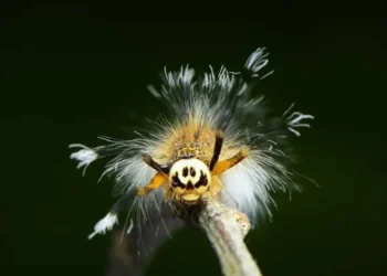 Nova espécie de lagarta é carnívora e ‘colecionadora de ossos’