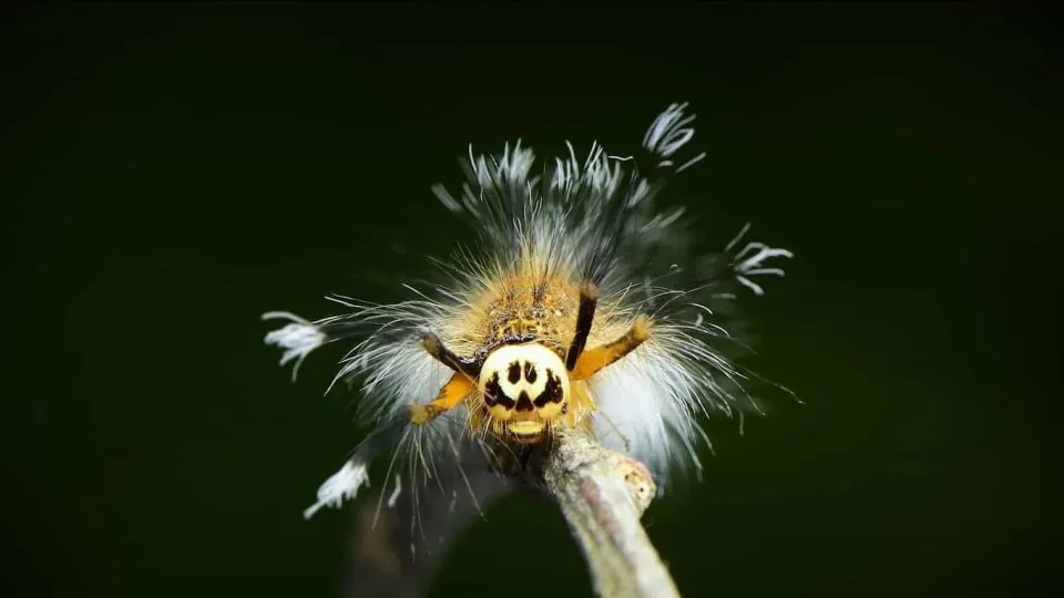 Nova espécie de lagarta é carnívora e ‘colecionadora de ossos’