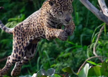 Onça circula por cidade no ES e é capturada dentro de garagem de prédio