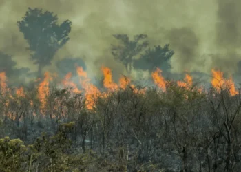 Queda do desmatamento na amazônia desacelera em abril, às vésperas de época de incêndios