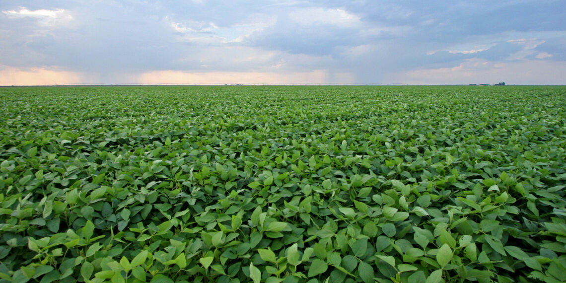 Cargill vai operar nova planta industrial na Bahia