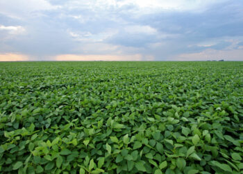 Cargill vai operar nova planta industrial na Bahia