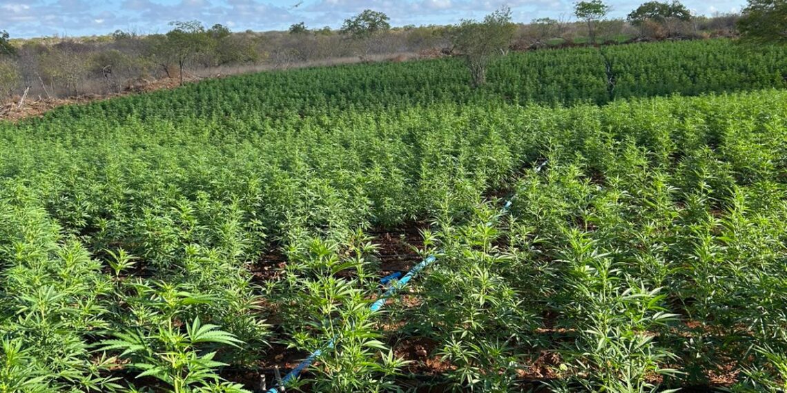 Forças de segurança acham 200 mil pés de maconha no NE