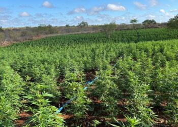 Forças de segurança acham 200 mil pés de maconha no NE