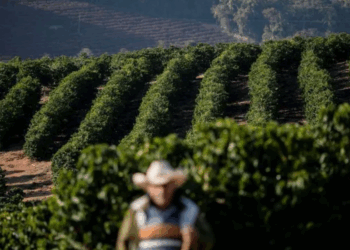 Governo avalia comprar café, frutas e peixes afetados por tarifa