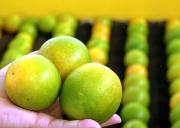 Rio Real celebra Festa da Laranja e se destaca na citricultura