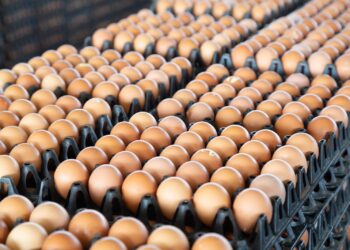 Bahia alcança maior rebanho bovino e produção de ovos em 50 anos
