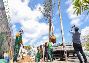Corredor Verde já soma 61 árvores na Manoel Dias e segue para o Cabula