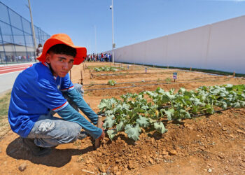 Governo da Bahia reabre seleção do projeto Viva Horta para ampliar cobertura em três territórios