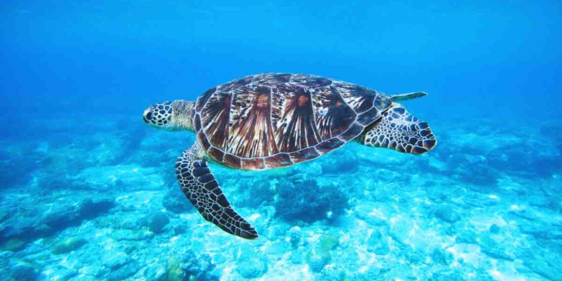 Concessionária nega relação entre Ponte Salvador-Itaparica e morte de tartarugas