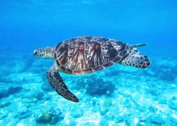 Concessionária nega relação entre Ponte Salvador-Itaparica e morte de tartarugas