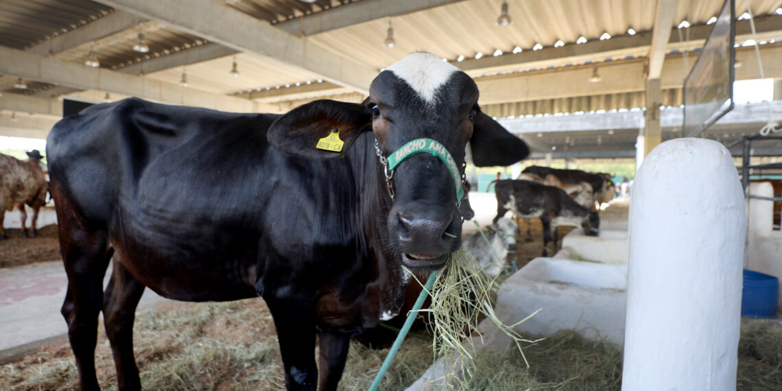 Fenagro 2025: leilões e financiamento impulsionam negócios