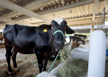 Fenagro 2025: leilões e financiamento impulsionam negócios