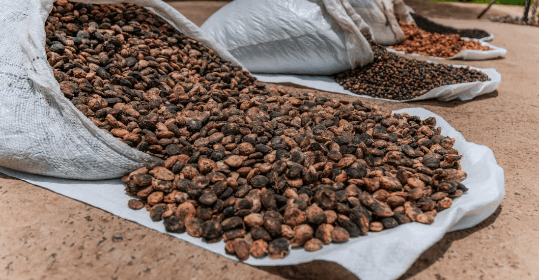 Investimentos estaduais elevam a renda e fortalecem a agricultura familiar no Baixo Sul