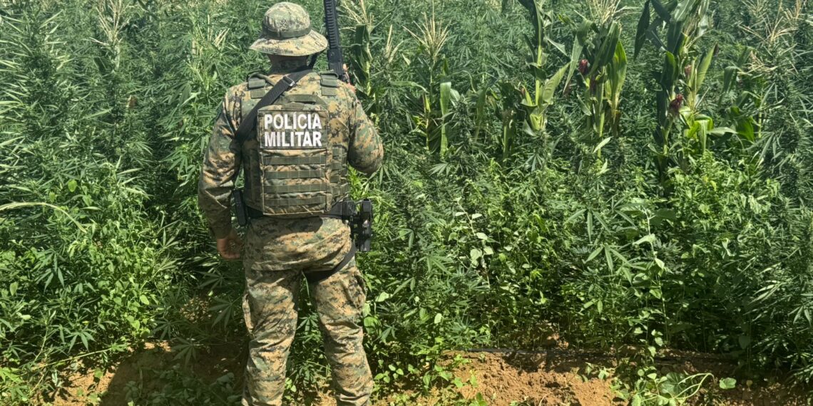 Mais de 200 mil pés de maconha são erradicados pela PM em Barro Alto