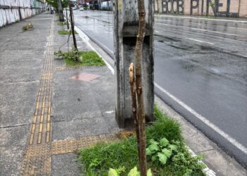 Prefeitura registra casos de vandalismo contra mudas na cidade; ação compromete arborização e prejudica bem-estar