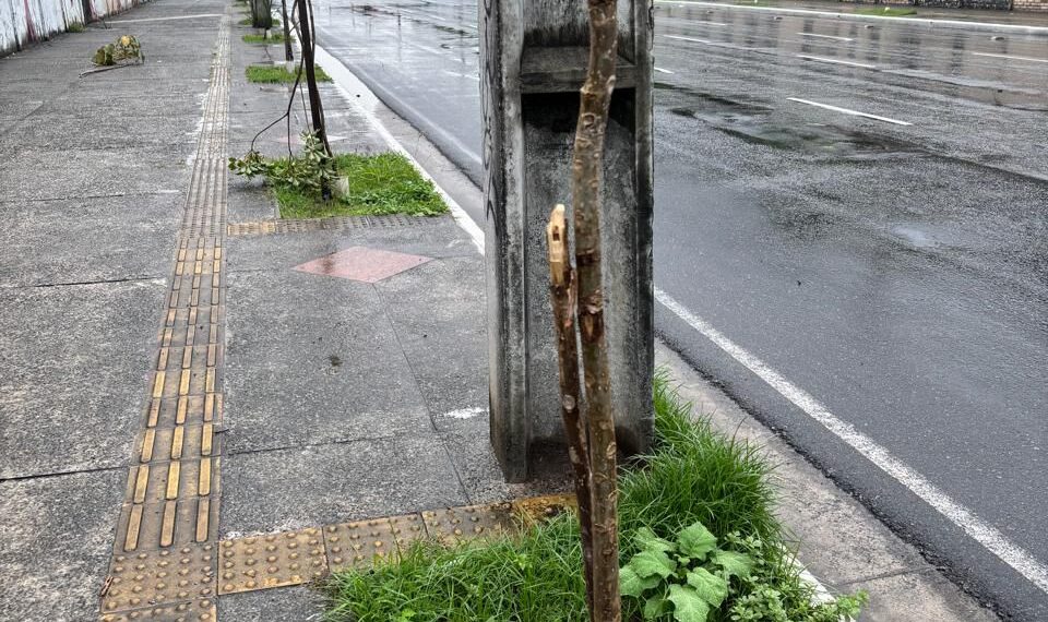 Prefeitura registra casos de vandalismo contra mudas na cidade; ação compromete arborização e prejudica bem-estar