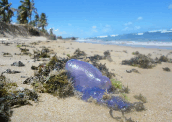 Bandeira Roxa: caravelas-portuguesas aparecem em praias de Salvador