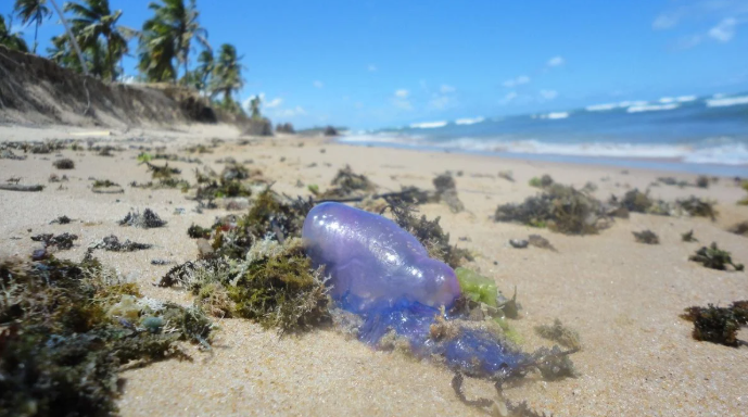 Bandeira Roxa: caravelas-portuguesas aparecem em praias de Salvador
