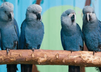 PF apreende celulares no criadouro da ararinha-azul; aves seguem no local