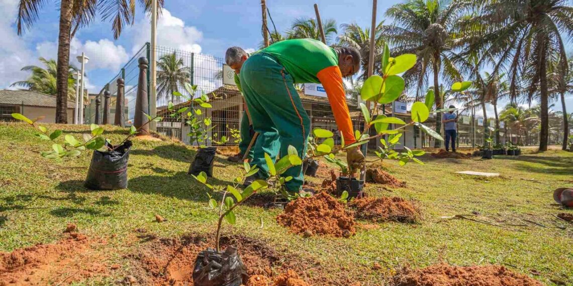 Salvador alcança nota A em lista de cidades do CDP 2025 por transparência climática e gestão ambiental