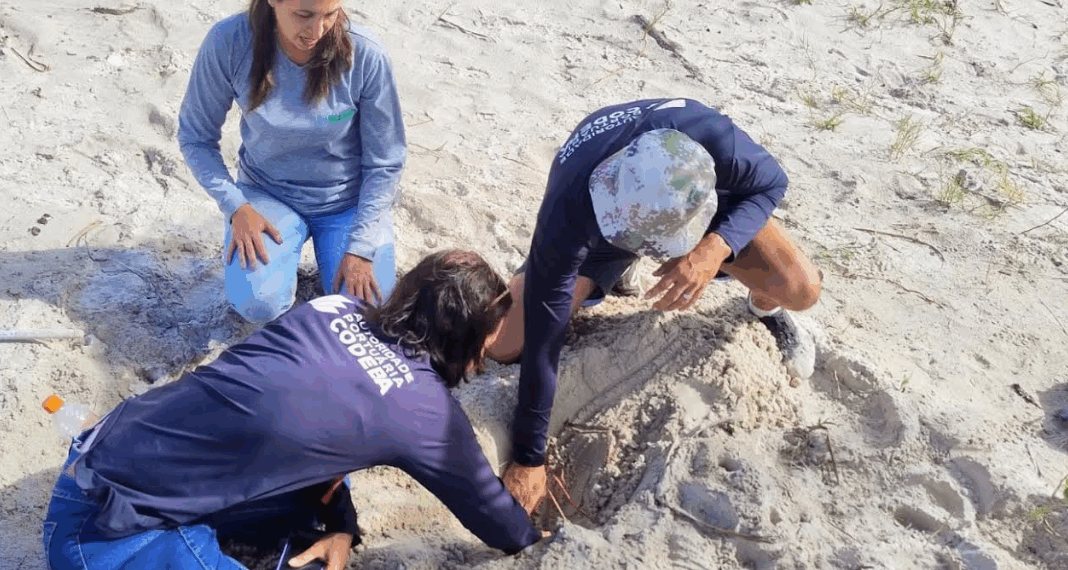 CODEBA monitora desova das tartarugas marinhas em Ilhéus