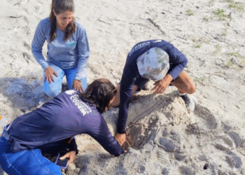 CODEBA monitora desova das tartarugas marinhas em Ilhéus