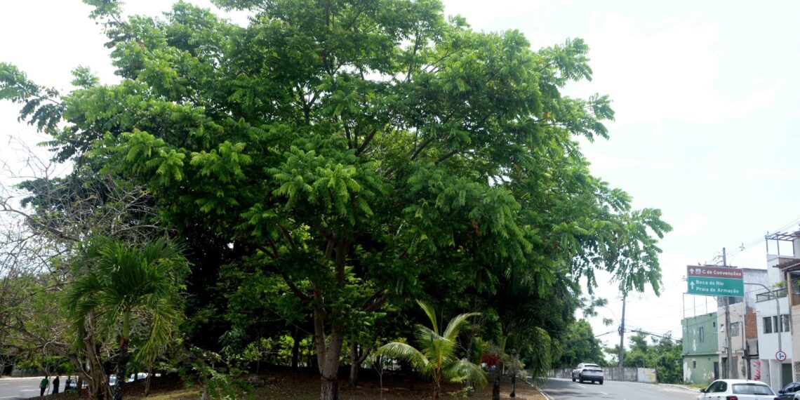 Prefeitura amplia áreas verdes e arboriza ruas de Salvador