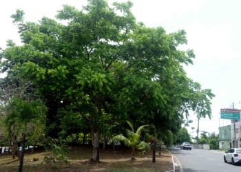 Prefeitura amplia áreas verdes e arboriza ruas de Salvador