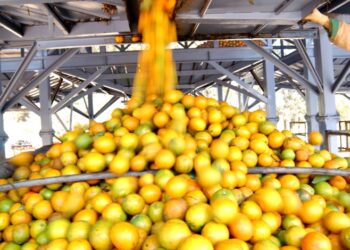 Bahia segue entre os dez maiores produtores brasileiros de grãos em 2026