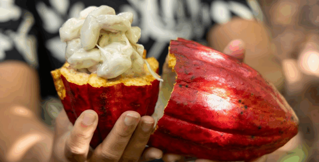 Importação de cacau da Costa do Marfim é suspensa após articulação liderada pela Bahia