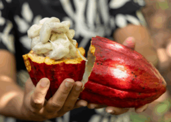 Importação de cacau da Costa do Marfim é suspensa após articulação liderada pela Bahia