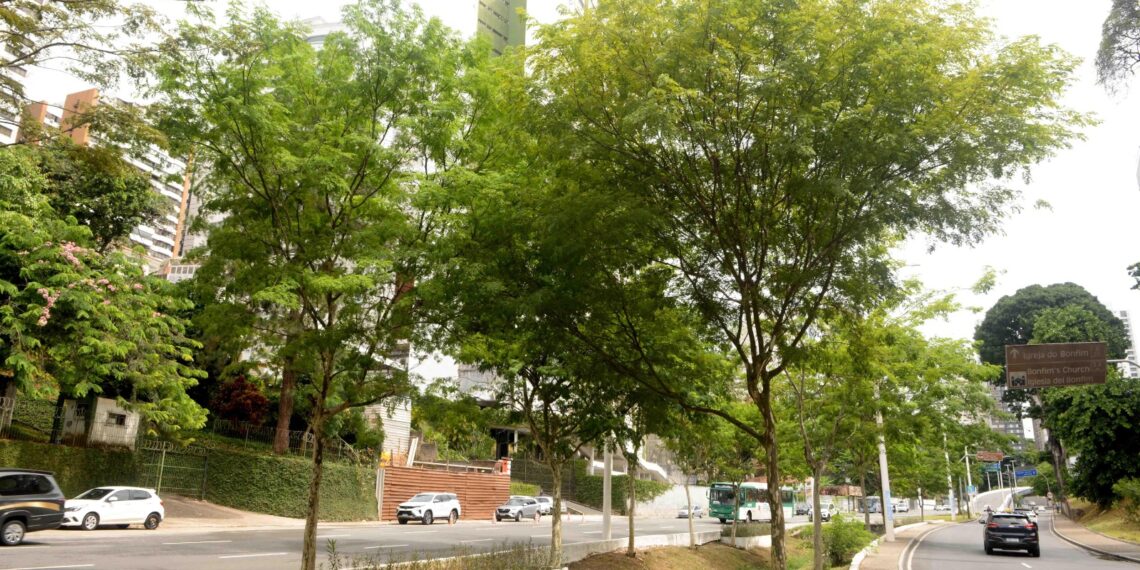 Salvador entra em rede global por gestão de áreas verdes