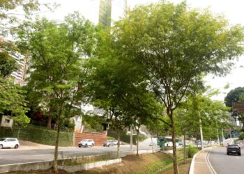 Salvador entra em rede global por gestão de áreas verdes