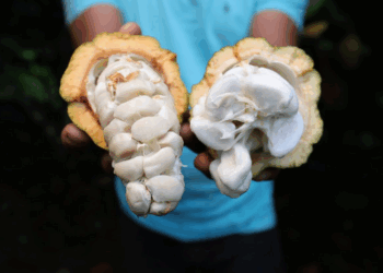 Dia do Cacau: Cacau+ impulsiona produção e fortalece a agricultura familiar na Bahia