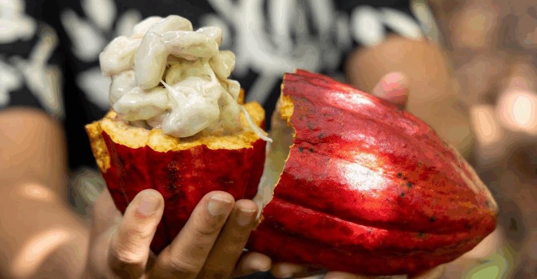 PL do Cacau incorpora propostas articuladas pela Bahia e avança no Congresso