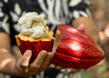 PL do Cacau incorpora propostas articuladas pela Bahia e avança no Congresso