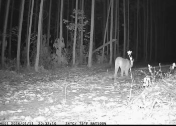 Ameaçada de extinção na Bahia, onças-pardas são avistadas em reservas da Bracell no Litoral Norte