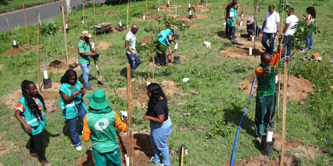 Prefeitura promove mais uma operação de plantio e chega a 110 mudas na região de São Cristóvão