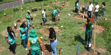 Prefeitura promove mais uma operação de plantio e chega a 110 mudas na região de São Cristóvão