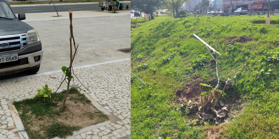Vandalismo contra mudas ameaça expansão da arborização urbana em Salvador e traz prejuízo de R$ 3 milhões