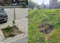 Vandalismo contra mudas ameaça expansão da arborização urbana em Salvador e traz prejuízo de R$ 3 milhões