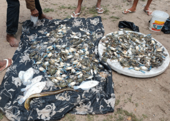 Morte de peixes e mariscos volta a ser registrada em Paripe