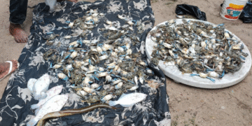 Morte de peixes e mariscos volta a ser registrada em Paripe